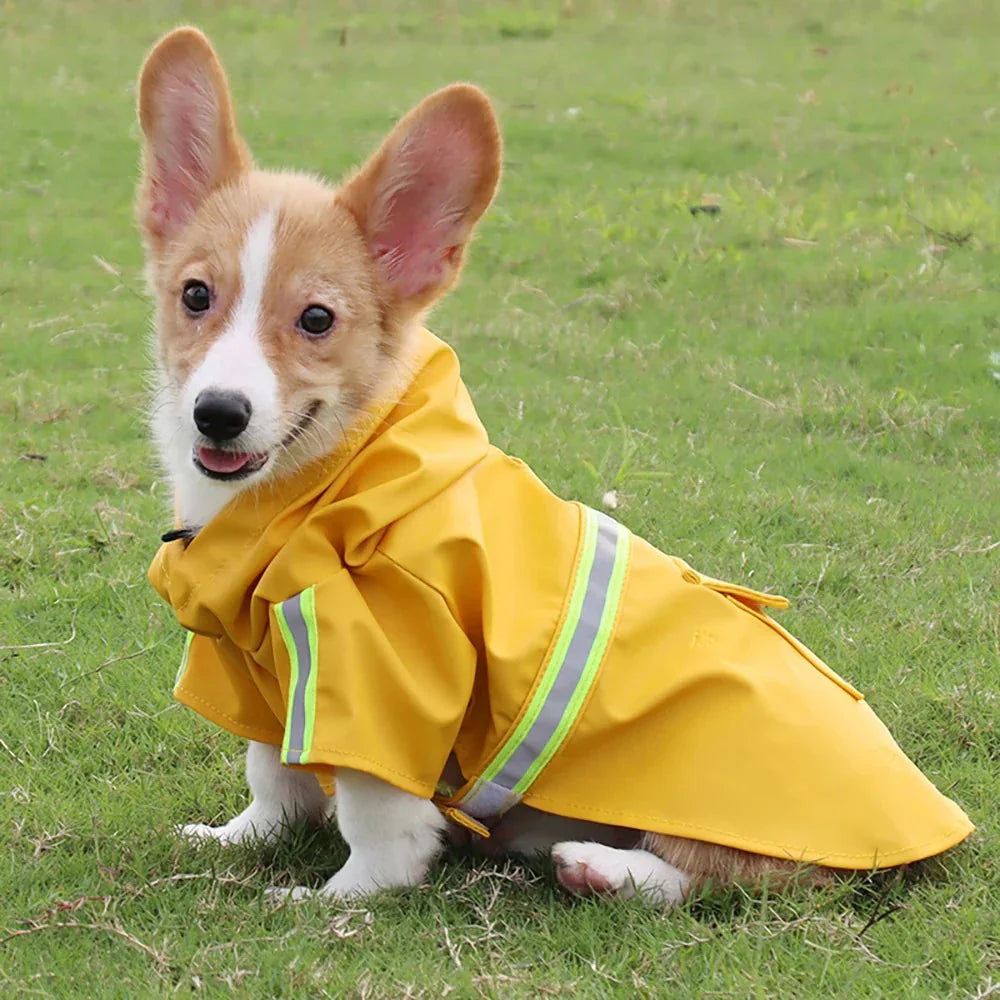 Pet Apparel
